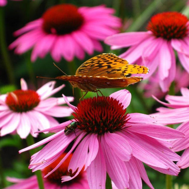 Echinacea 'Gemini Pink' PP22102~ Big Sky™ Double Pink Echinacea