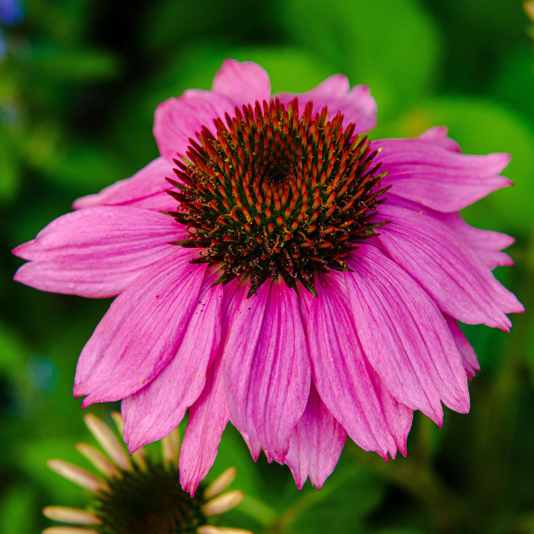 Echinacea 'Gemini Pink' PP22102~ Big Sky™ Double Pink Echinacea