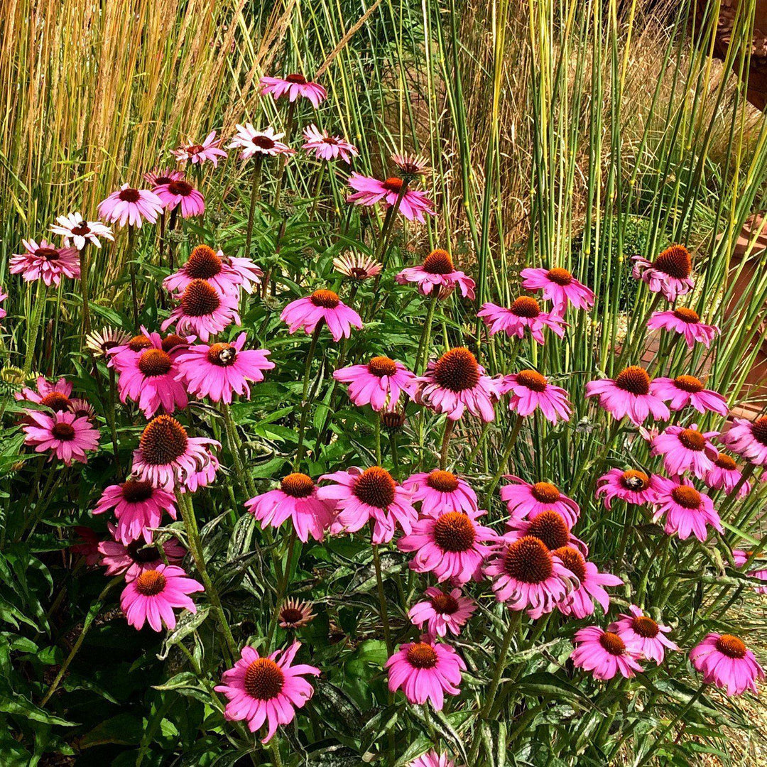 Echinacea 'Gemini Pink' PP22102~ Big Sky™ Double Pink Echinacea