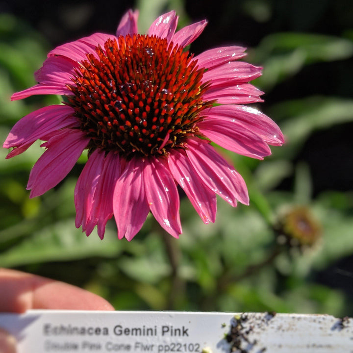 Echinacea 'Gemini Pink' PP22102~ Big Sky™ Double Pink Echinacea