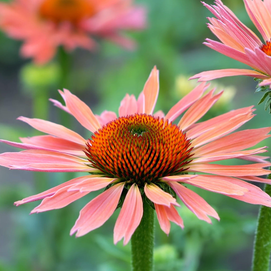 Echinacea 'Katie Saul' PP18783 ~ Big Sky™ Summer Sky  Echinacea - Delivered By ServeScape