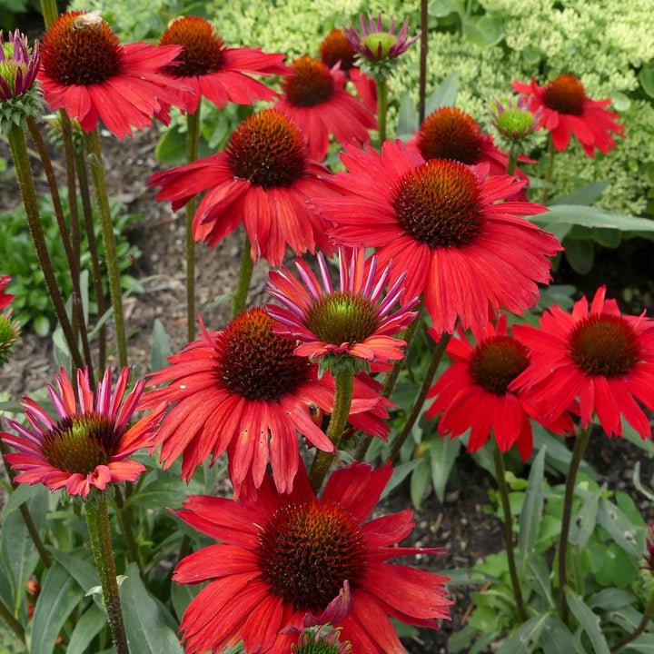 Echinacea 'TNECHKRD' PP #29,743 ~ Kismet® Red Coneflower-ServeScape