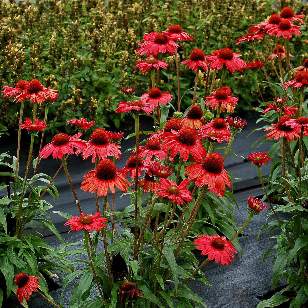 Echinacea 'TNECHKRD' PP #29,743 ~ Kismet® Red Coneflower-ServeScape