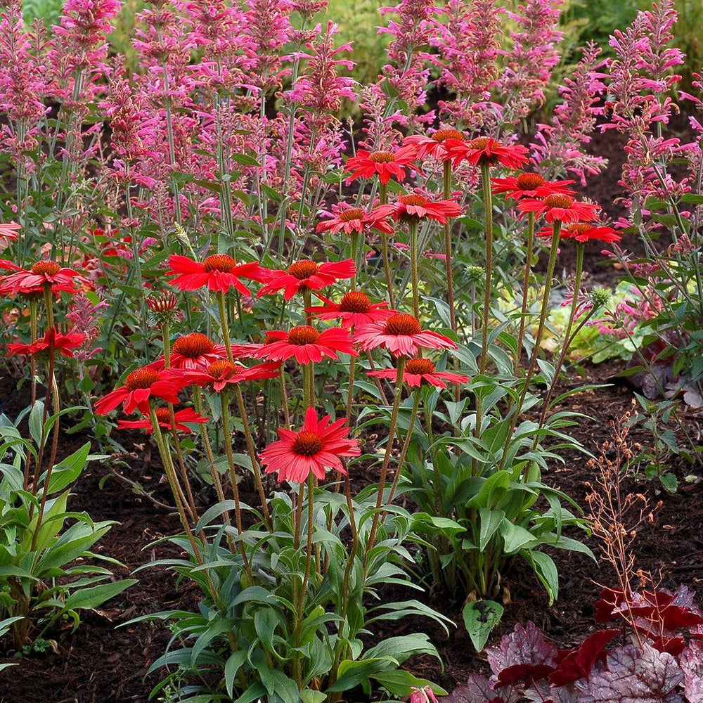 Echinacea 'TNECHKRD' PP #29,743 ~ Kismet® Red Coneflower-ServeScape