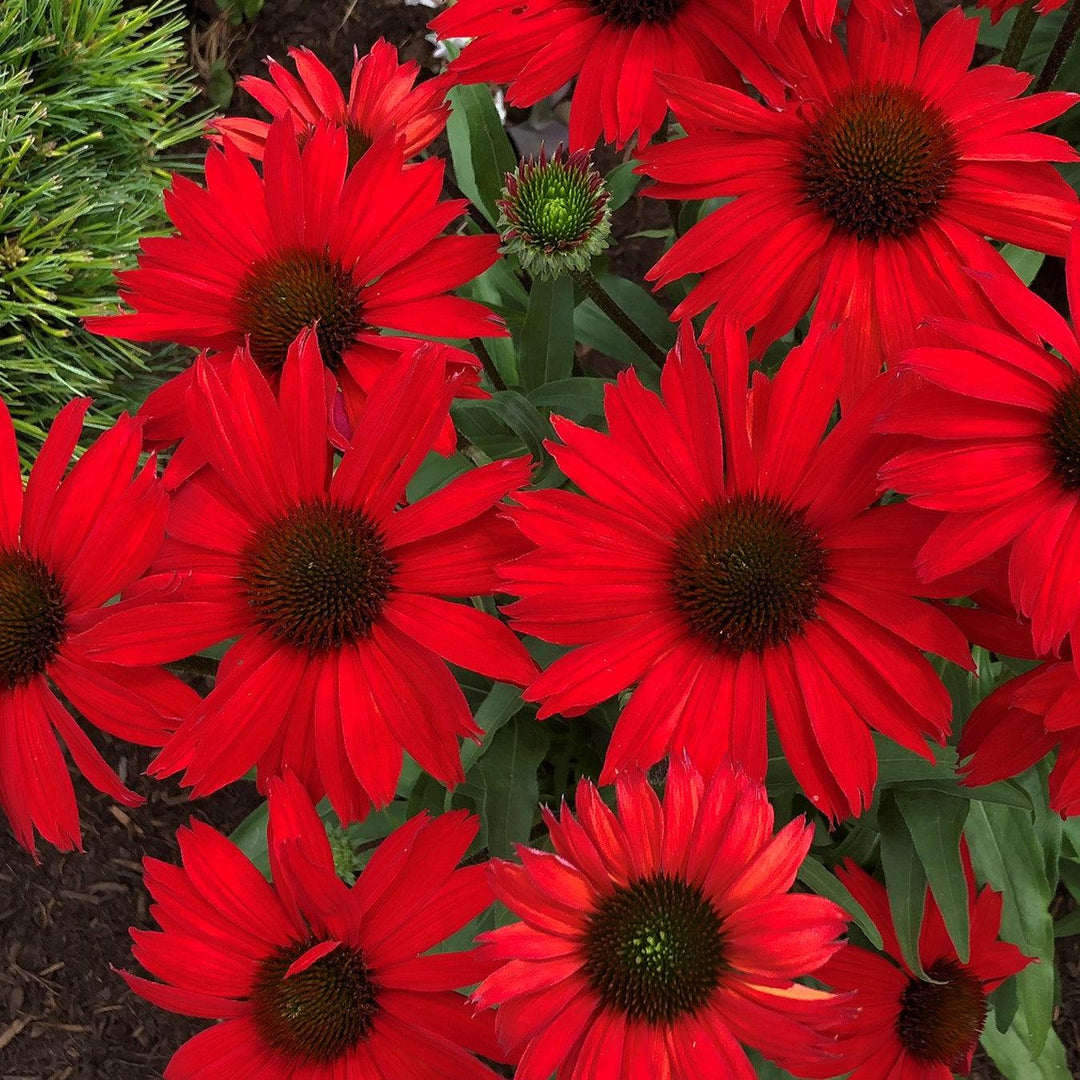 Echinacea 'TNECHKRD' PP #29,743 ~ Kismet® Red Coneflower-ServeScape