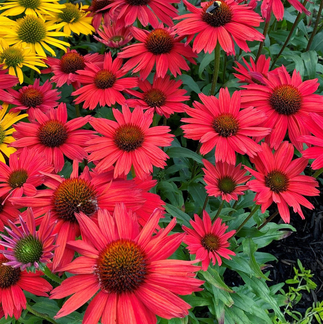 Echinacea 'TNECHKRD' PP #29,743 ~ Kismet® Red Coneflower-ServeScape