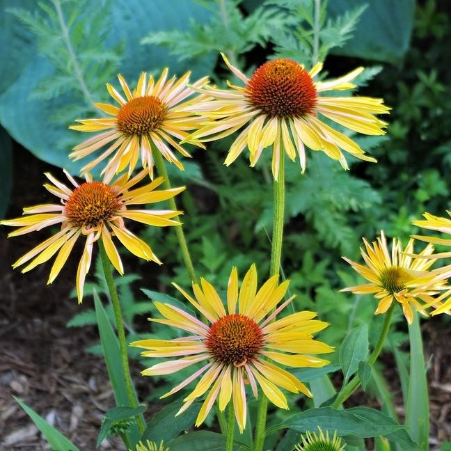 Echinacea 'Matthew Saul' PP17652 ~ Big Sky™ Harvest Moon Echinacea-ServeScape