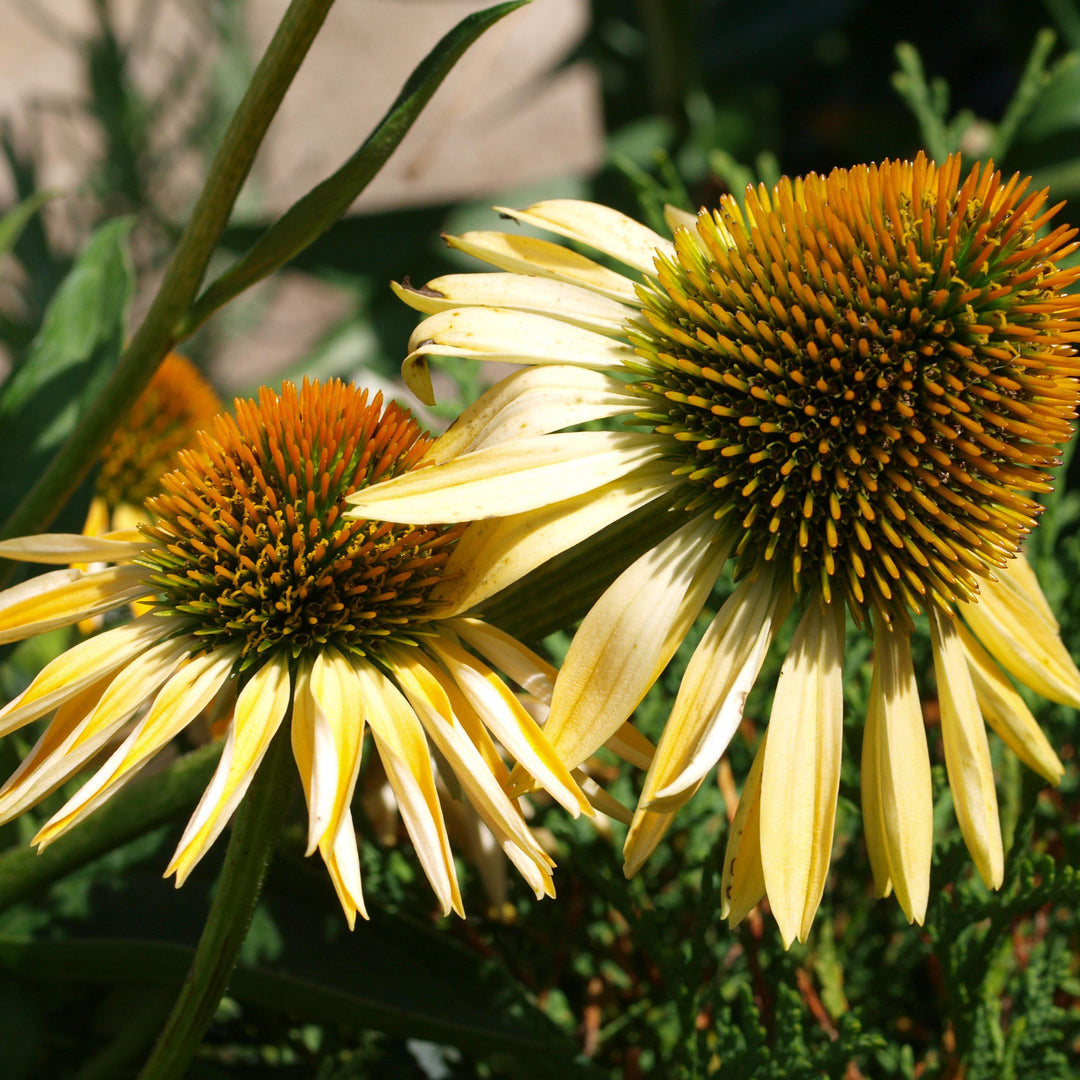 Echinacea 'Matthew Saul' PP17652 ~ Big Sky™ Harvest Moon Echinacea-ServeScape