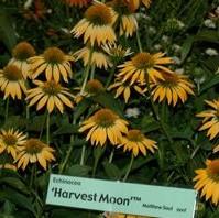 Echinacea 'Matthew Saul' PP17652 ~ Big Sky™ Harvest Moon Echinacea-ServeScape