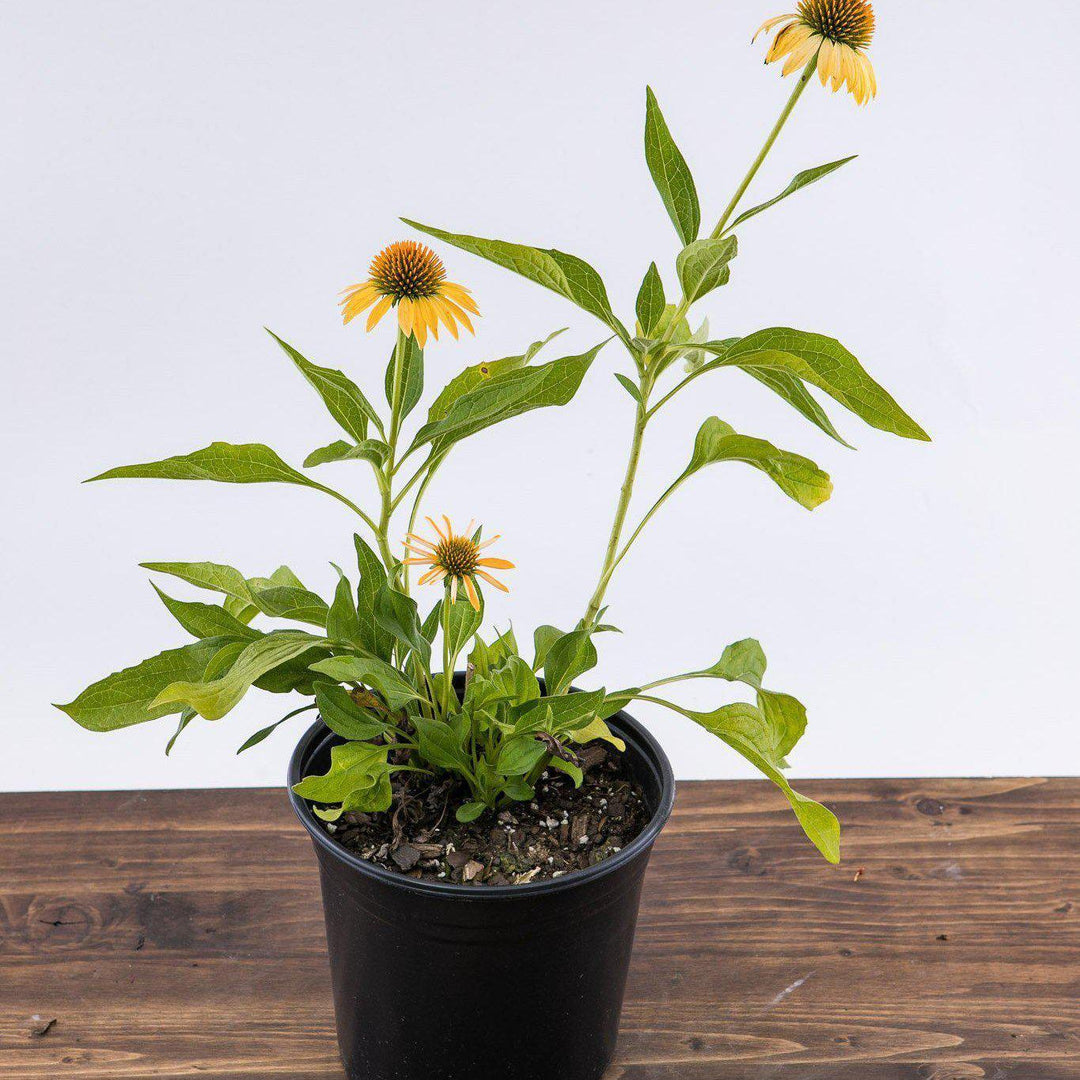 Echinacea 'Matthew Saul' PP17652 ~ Big Sky™ Harvest Moon Echinacea - Delivered By ServeScape