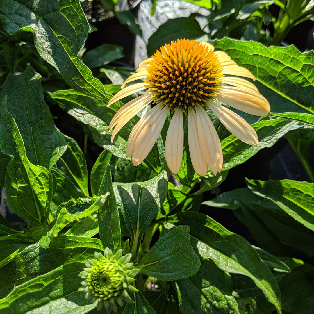 Echinacea 'Matthew Saul' PP17652 ~ Big Sky™ Harvest Moon Echinacea-ServeScape