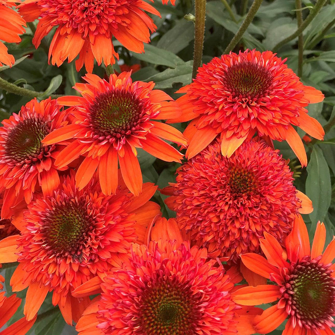 Echinacea x 'Moab Sunset' ~ Moab Sunset Coneflower-ServeScape