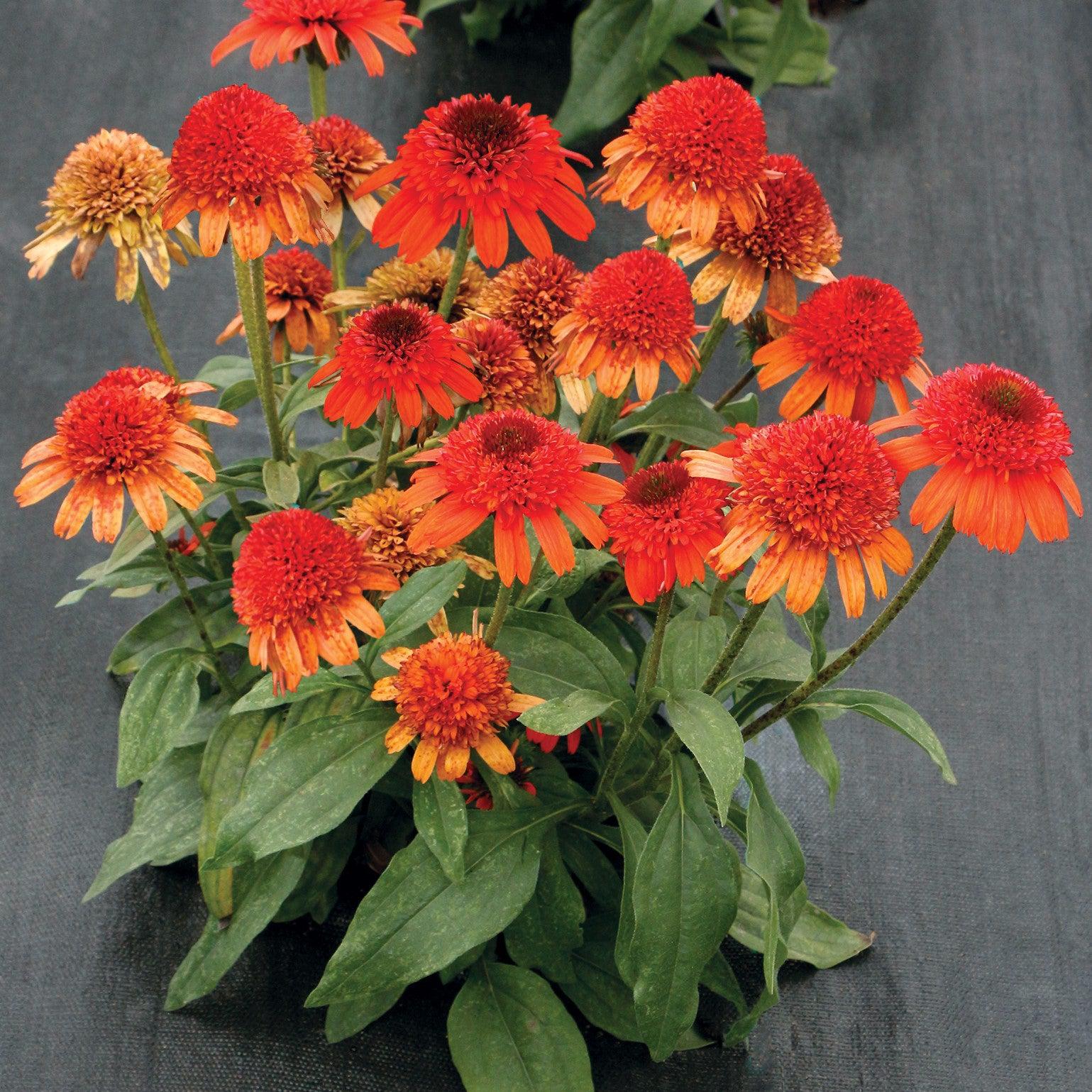 Echinacea x 'Moab Sunset' ~ Moab Sunset Coneflower-ServeScape