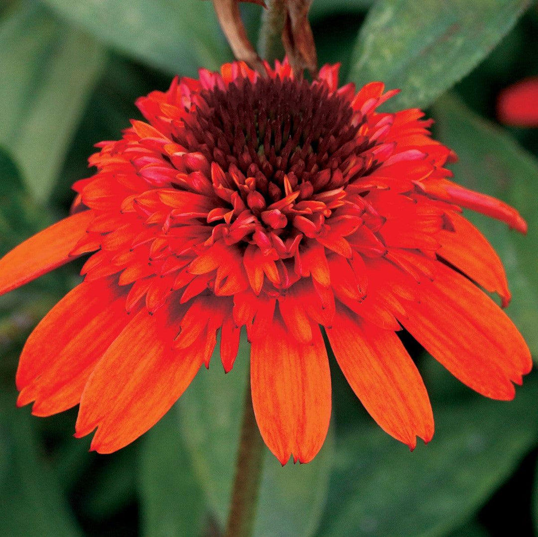 Echinacea x 'Moab Sunset' ~ Moab Sunset Coneflower-ServeScape