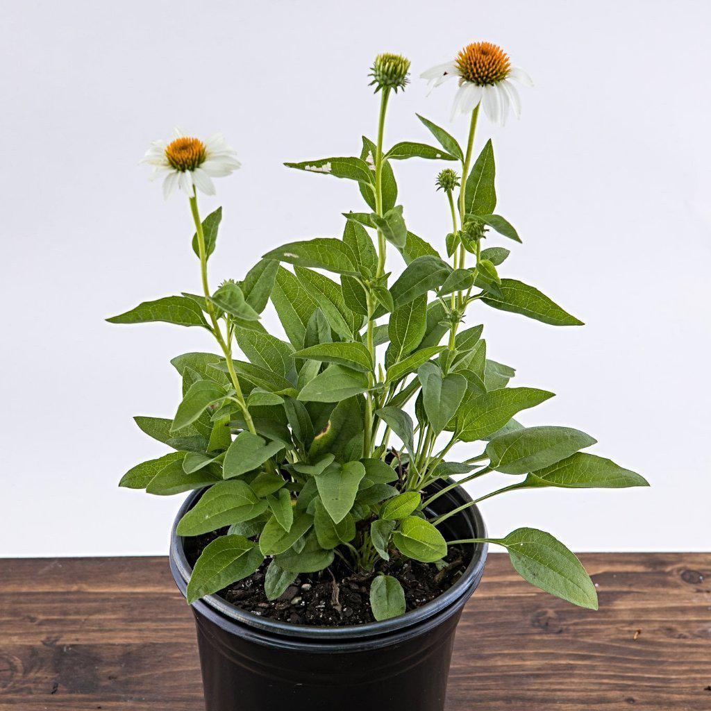 Echinacea 'Noam Saul' PP21024 ~ Crazy White™ Echinacea - Delivered By ServeScape