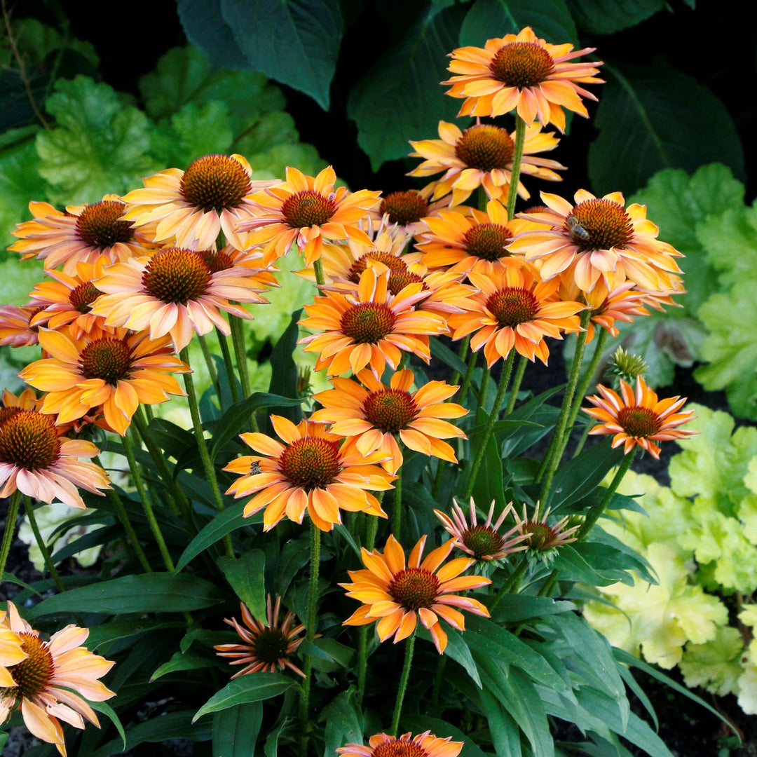 Echinacea 'TNECHPG' PP #30,169 ~ Prima™ Ginger Coneflower-ServeScape