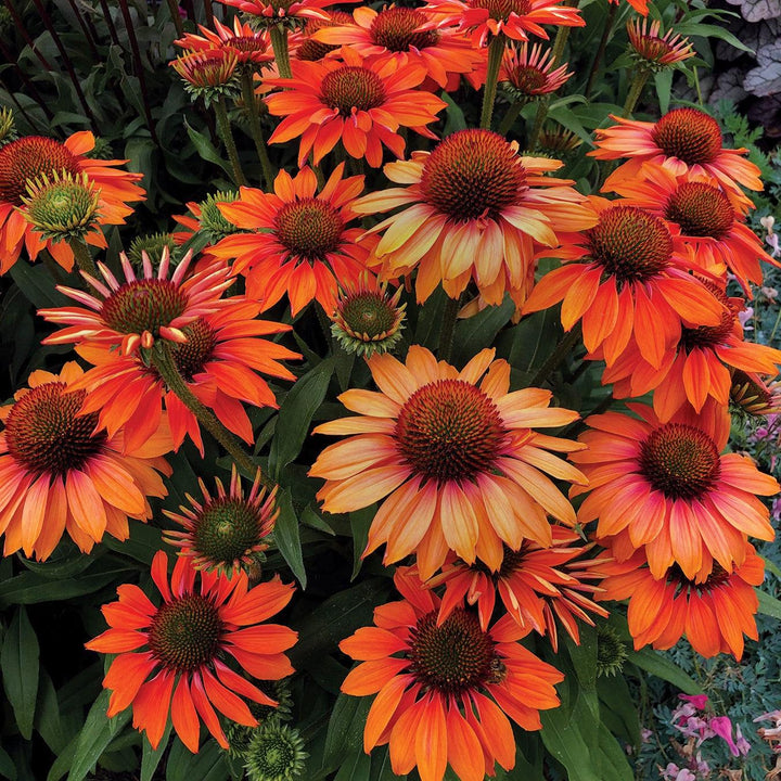 Echinacea 'TNECHPG' PP #30,169 ~ Prima™ Ginger Coneflower-ServeScape