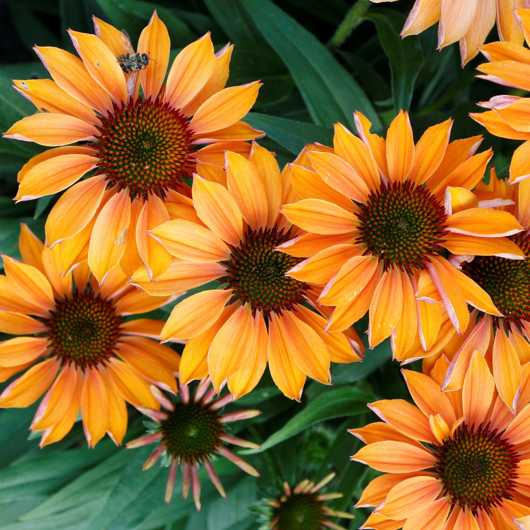 Echinacea 'TNECHPG' PP #30,169 ~ Prima™ Ginger Coneflower-ServeScape