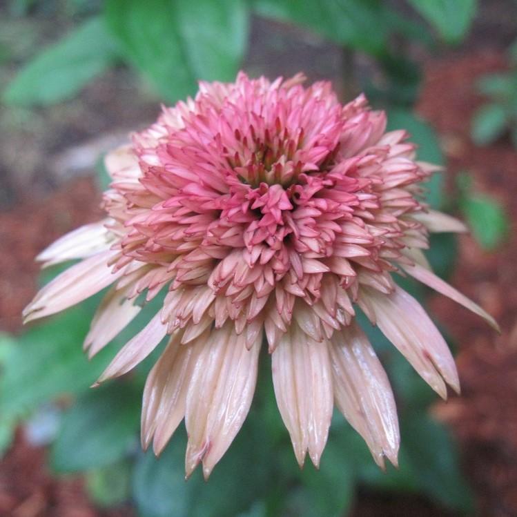 Echinacea 'Raspberry Truffle' ~ Raspberry Truffle Echinacea, Coneflower - Delivered By ServeScape