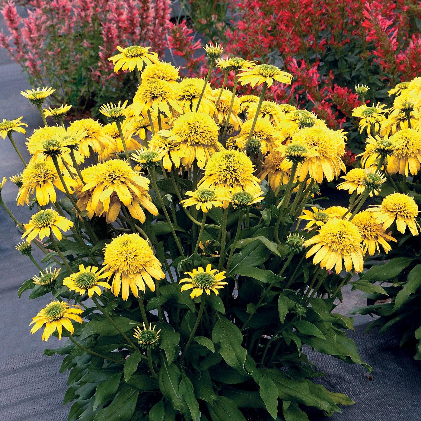 Echinacea 'Lemon' ~ Sunny Days™ Lemon Coneflower-ServeScape