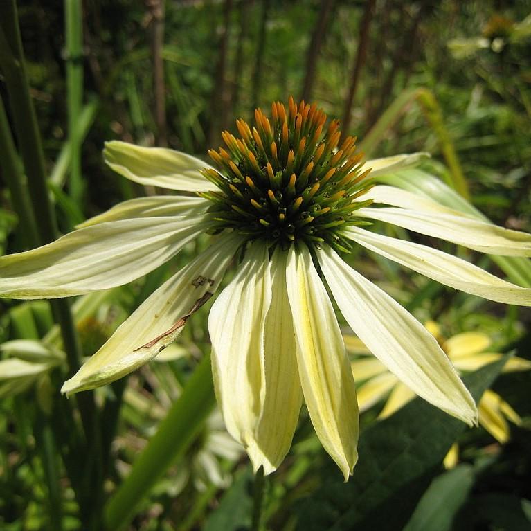 Echinacea 'Sunrise' ~ Big Sky™ Sunrise Echinacea