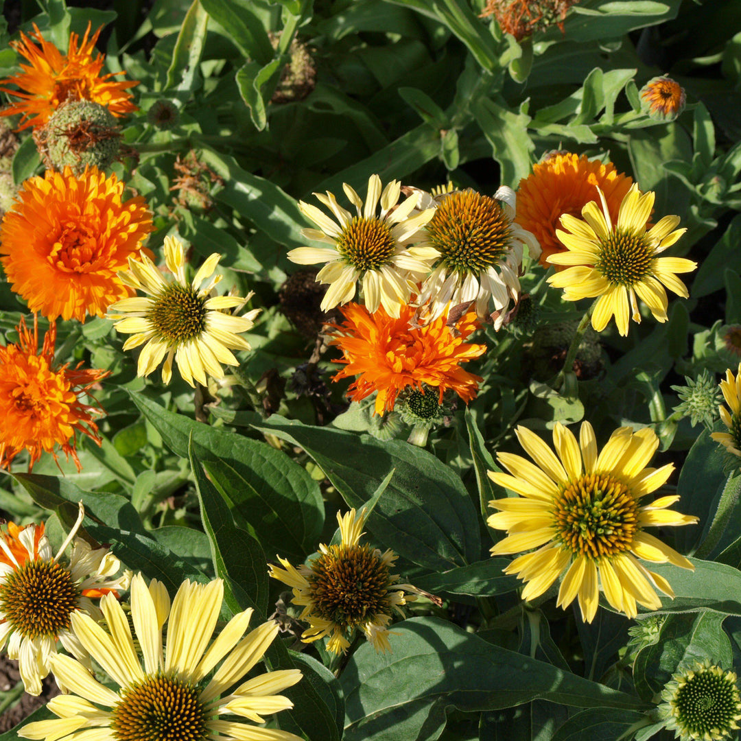 Echinacea 'Sunrise' ~ Big Sky™ Sunrise Echinacea