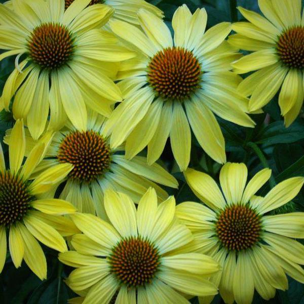 Echinacea 'Sunrise' ~ Big Sky™ Sunrise Echinacea