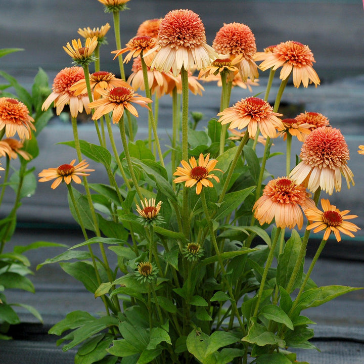 Echinacea 'Cantaloupe' PP #24,897 ~ Supreme™ Cantaloupe Coneflower-ServeScape