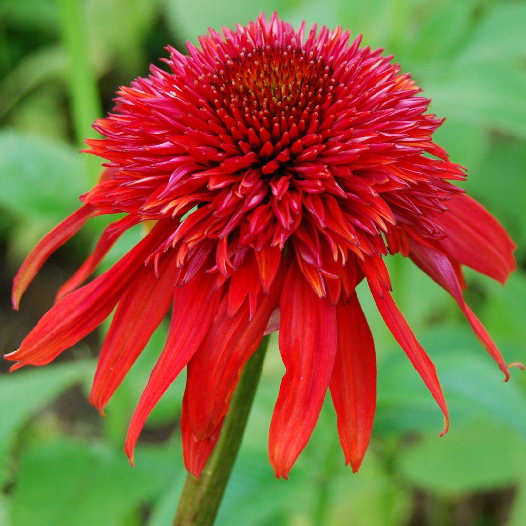 Echinacea hybrida 'Balsceras' ~ Double Scoop™ Raspberry Echinacea, Coneflower-ServeScape