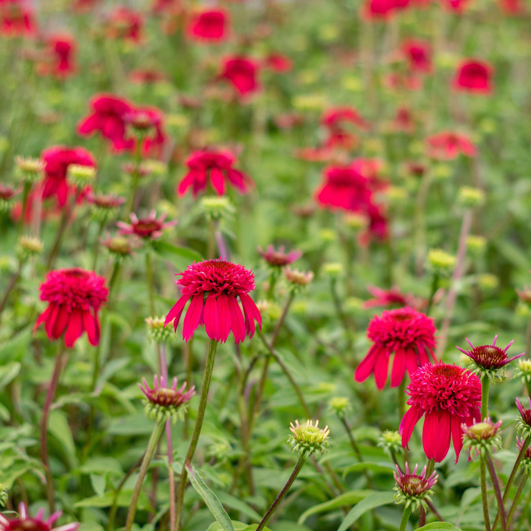 Echinacea hybrida 'Balsceras' ~ Double Scoop™ Raspberry Echinacea, Coneflower-ServeScape