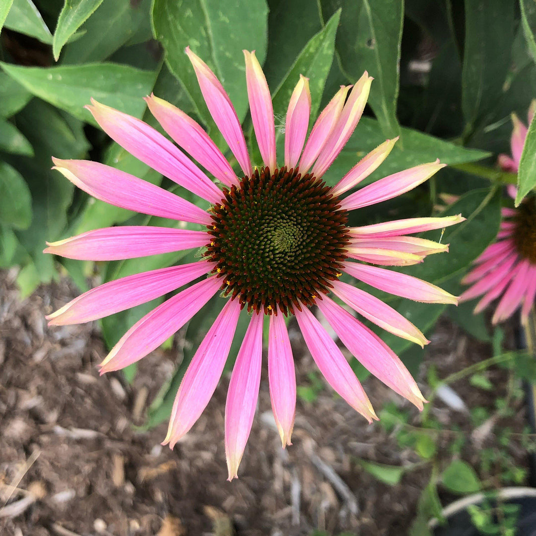 Echinacea purpurea 'Green Twister' ~ Green Twister Echinacea, Coneflower-ServeScape