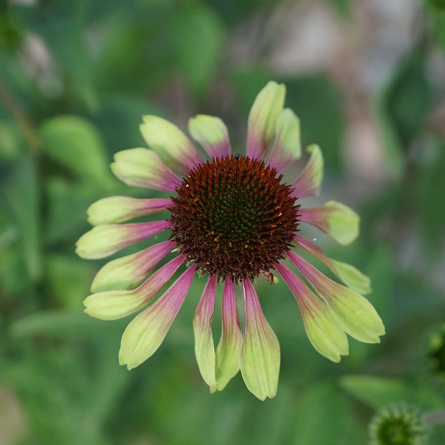 Echinacea purpurea 'Green Twister' ~ Green Twister Echinacea, Coneflower - Delivered By ServeScape