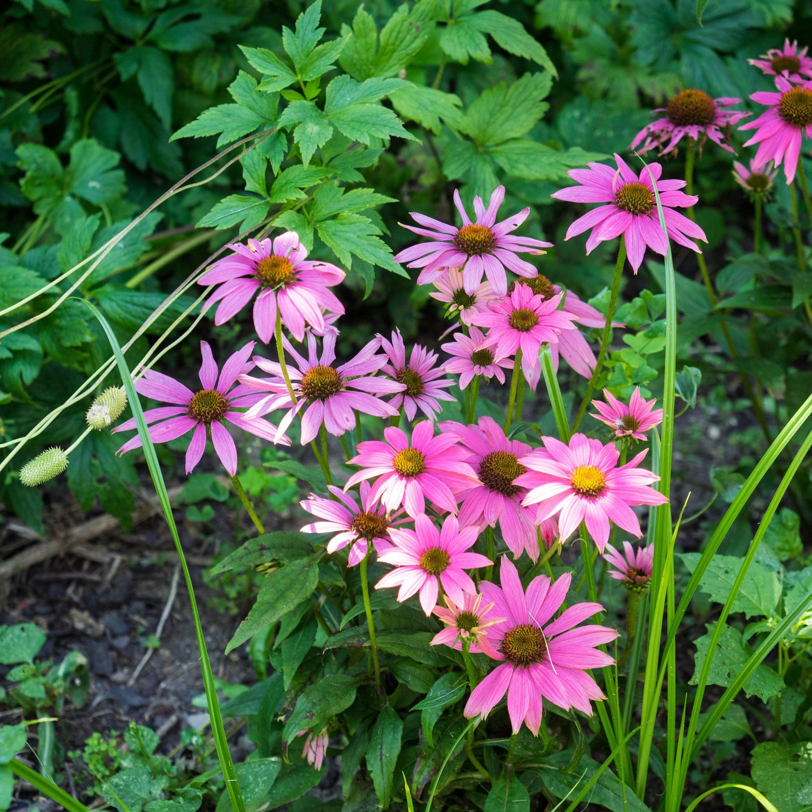 Echinacea purpurea 'PAS702917' ~ PowWow® Wild Berry Echinacea, Coneflower-ServeScape