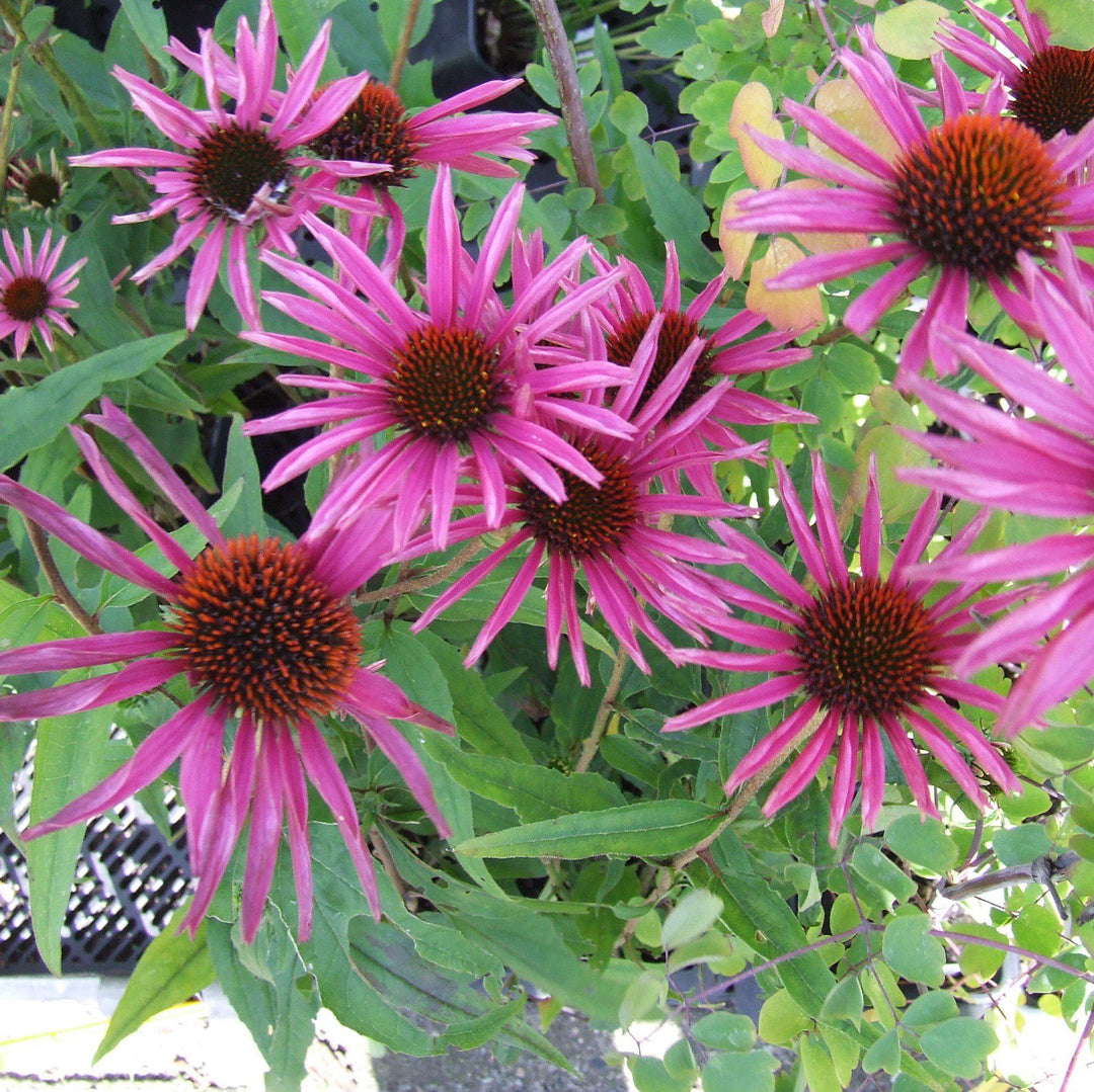 Echinacea purpurea 'Pica Bella' ~ Pica Bella Echinacea, Coneflower-ServeScape