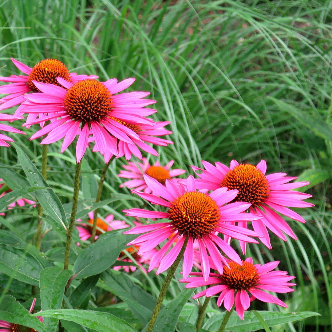 Echinacea purpurea 'Pica Bella' ~ Pica Bella Echinacea, Coneflower-ServeScape