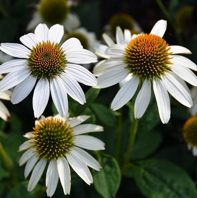 Echinacea purpurea 'PowWow White' ~ PowWow White Echinacea, Coneflower-ServeScape