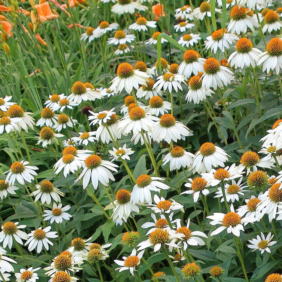 Echinacea purpurea 'PowWow White' ~ PowWow White Echinacea, Coneflower-ServeScape