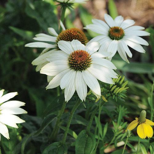 Echinacea purpurea 'PowWow White' ~ PowWow White Echinacea, Coneflower - Delivered By ServeScape