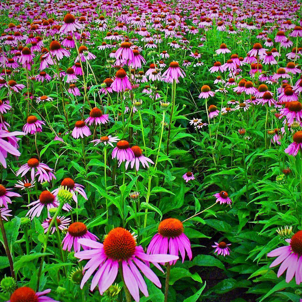 Echinacea purpurea  ~ Purple Coneflower - Delivered By ServeScape