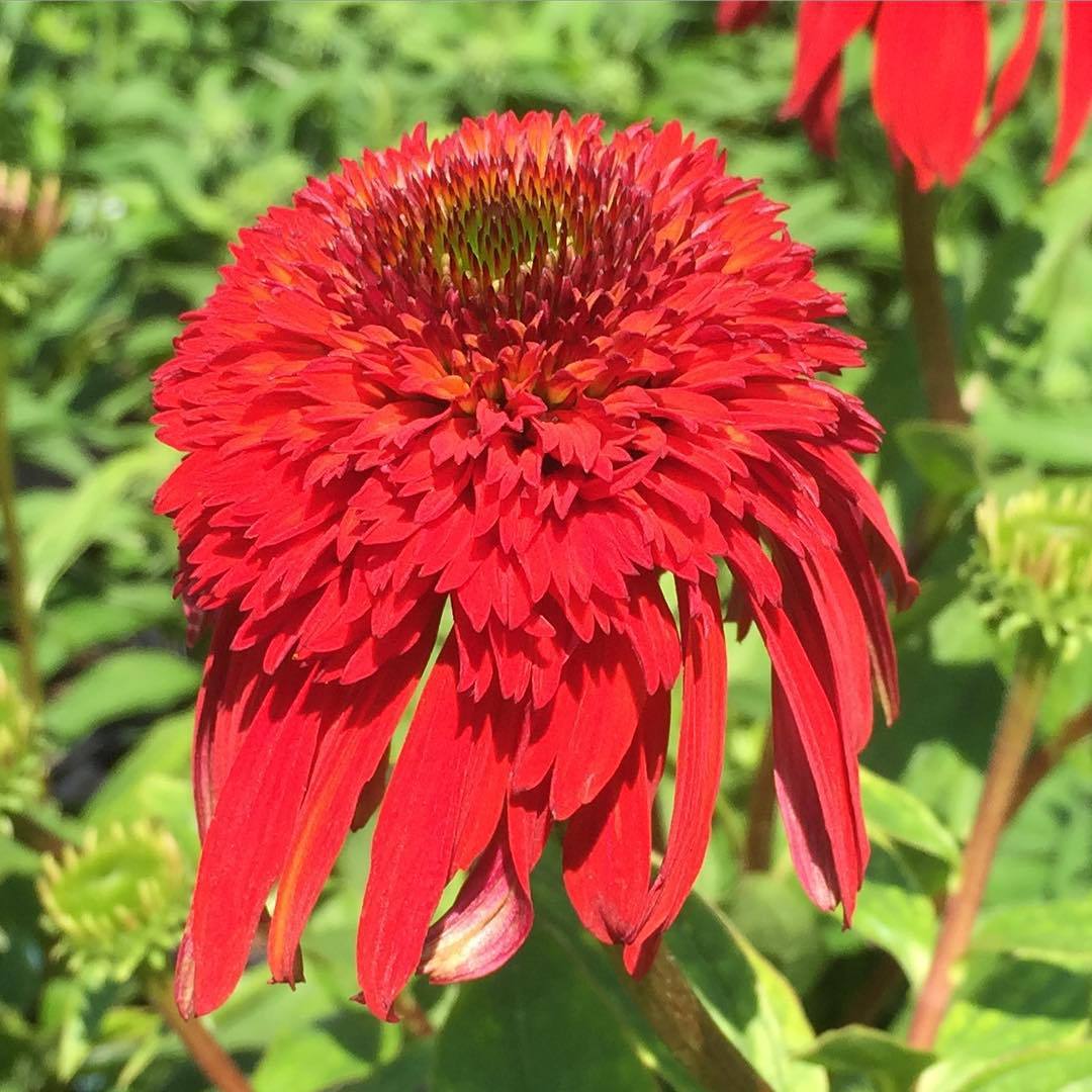 Echinacea x 'Hot Papaya' ~ Hot Papaya Echinacea, Coneflower-ServeScape