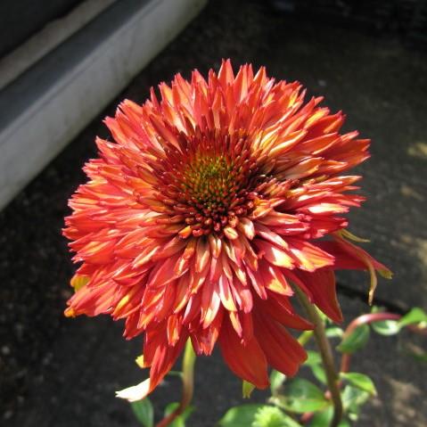 Echinacea x 'Hot Papaya' ~ Hot Papaya Echinacea, Coneflower - Delivered By ServeScape