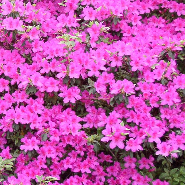 Rhododendron x 'RutRhod1' ~ Echo® Augusta Echo® Azalea-ServeScape