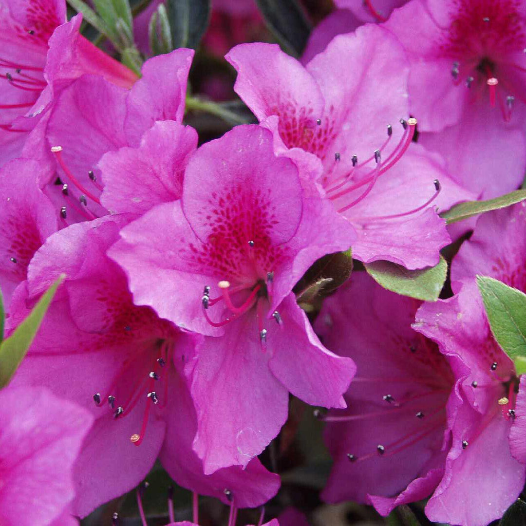 Rhododendron x 'RutRhod1' ~ Echo® Augusta Echo® Azalea-ServeScape
