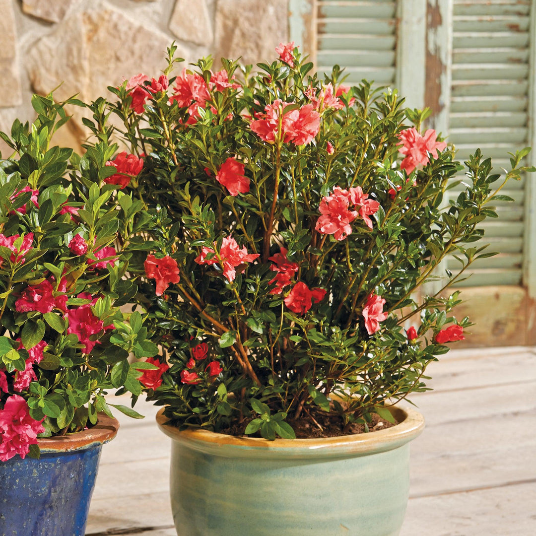 Rhododendron x ‘MNIHAR010’ P22,545 ~ Bloom 'N Again®Peachy Keen Azalea-ServeScape