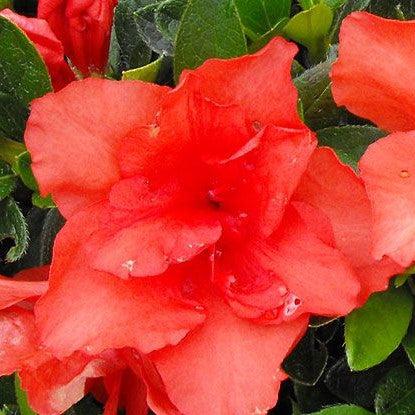 Rhododendron x ‘MNIESM’ PP17,192 ~ Echo® Orange Frost Azalea-ServeScape