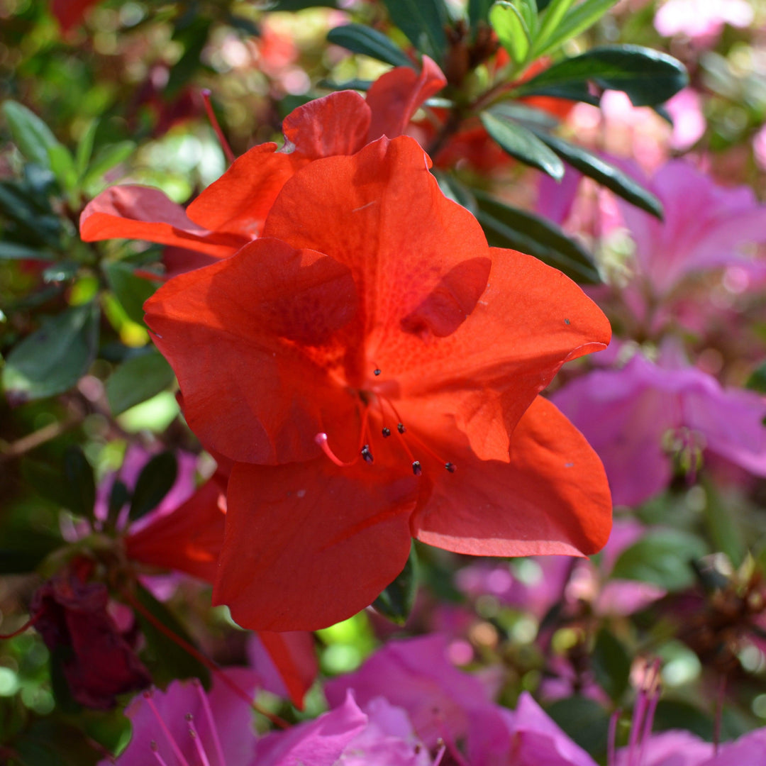 Rhododendron x ‘MNIHAR016’ PP23,094 ~ Echo® Fireside Red™ Azalea-ServeScape
