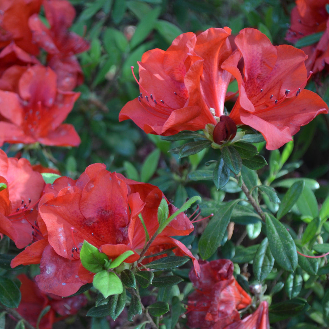 Rhododendron x ‘MNIHAR016’ PP23,094 ~ Echo® Fireside Red™ Azalea-ServeScape