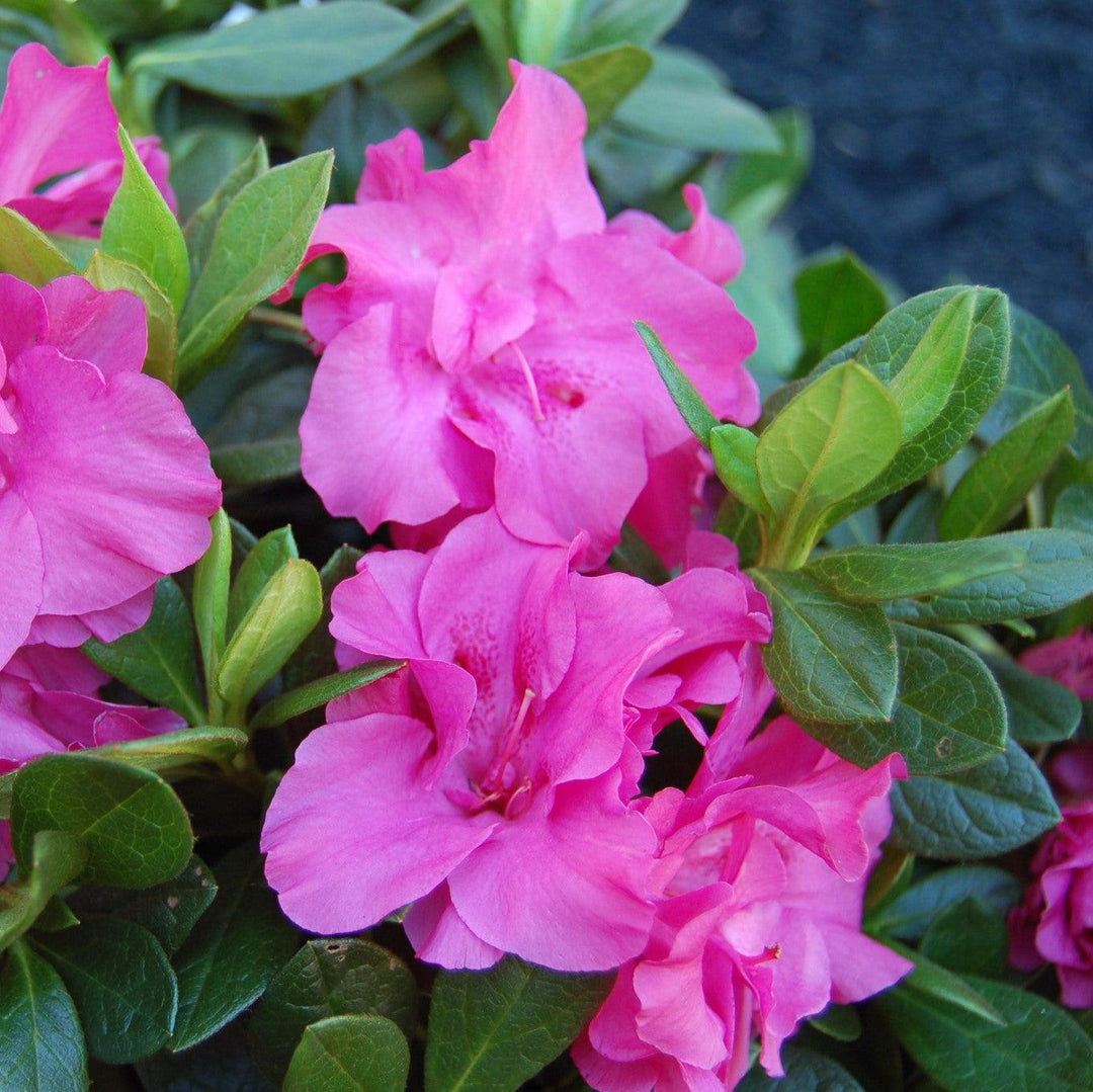 Rhododendron x ‘MNIHAR012' PP23,006 ~ Echo® Lavender Twist™ Azalea-ServeScape
