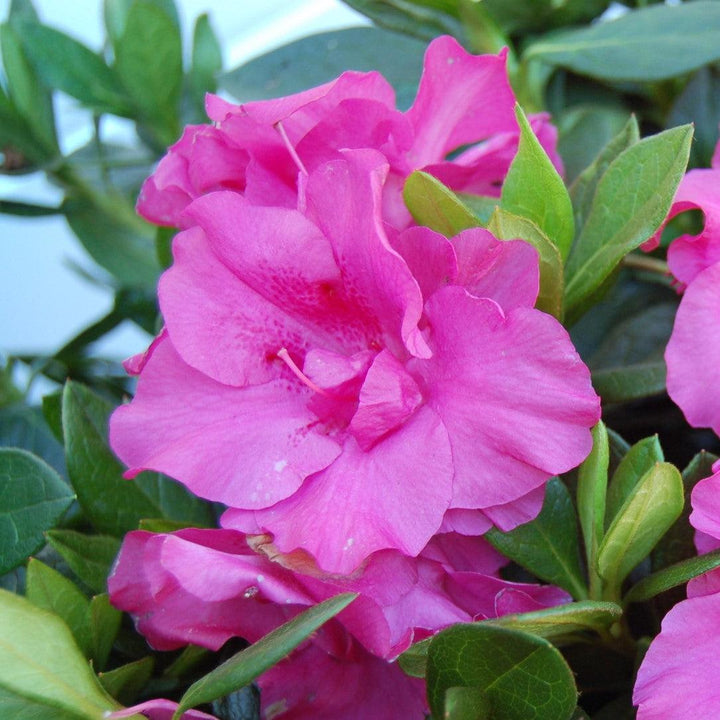 Rhododendron x ‘MNIHAR012' PP23,006 ~ Echo® Lavender Twist™ Azalea-ServeScape
