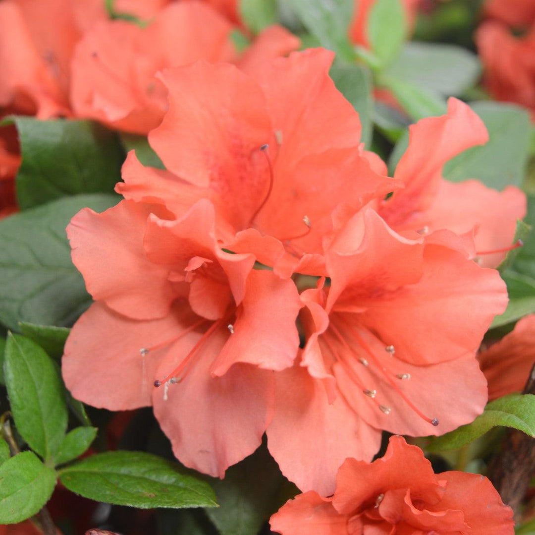 Rhododendron x ‘MNIESM’ PP17,192 ~ Echo® Orange Frost Azalea-ServeScape